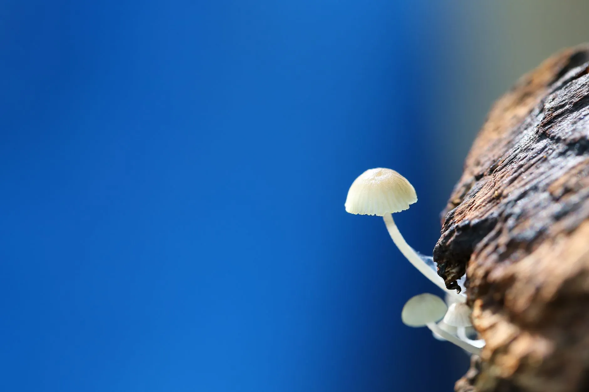 脂粉世家护肤系列产品成分解析与功效对比